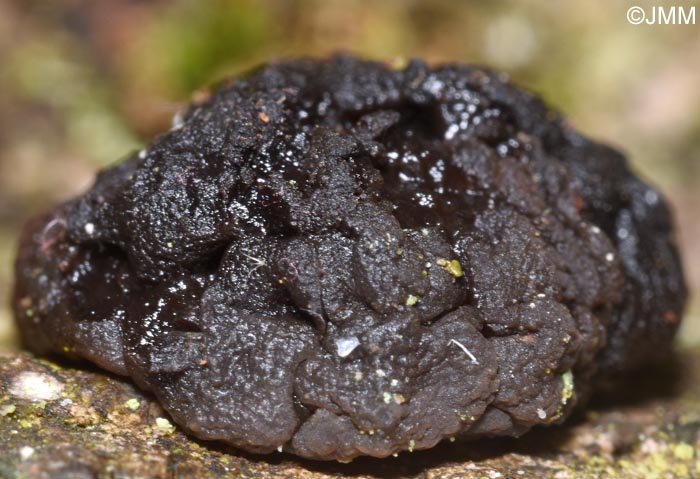 Tremella moriformis = Pseudotremella moriformis