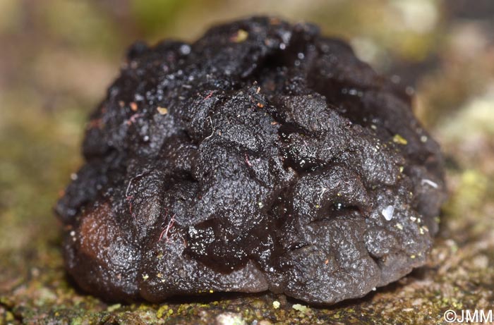 Tremella moriformis = Pseudotremella moriformis