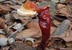 Ganoderma lucidum
