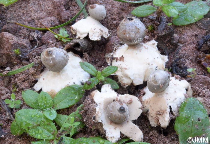 Geastrum marginatum = Geastrum minimum ss. auct.