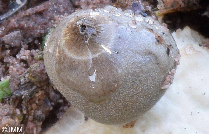 Geastrum marginatum = Geastrum minimum ss. auct.