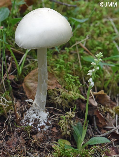 Goodyera repens & Amanita virosa in situ