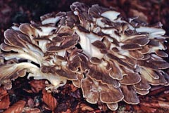 Grifola frondosa