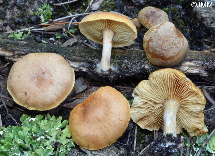 Gymnopilus arenophilus