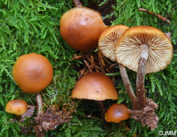 Gymnopilus picreus