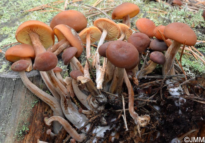 Gymnopilus picreus