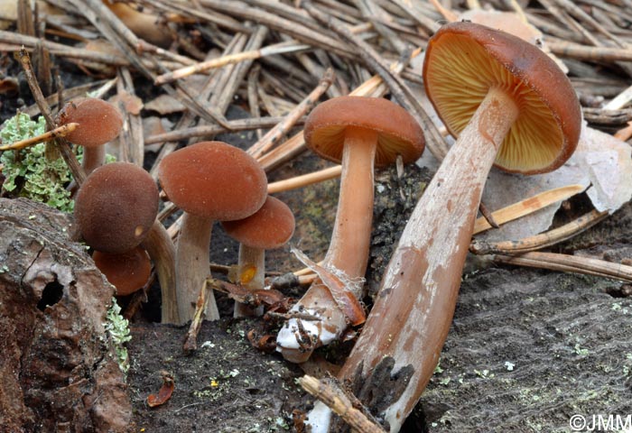 Gymnopilus picreus