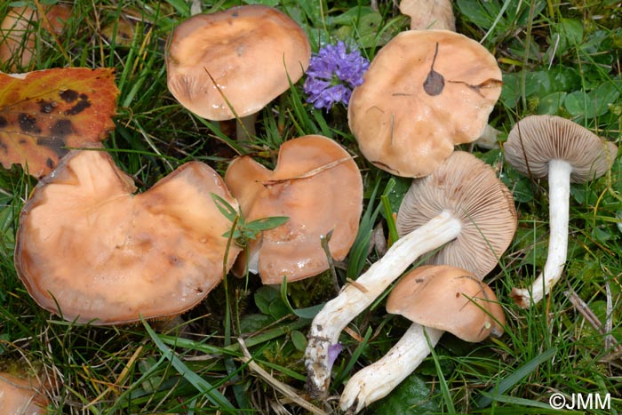 Hebeloma vesterholtii