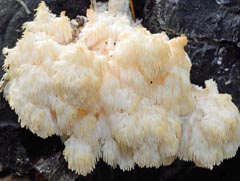 Hericium clathroides