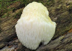 Hericium erinaceus