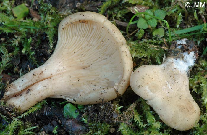 Hohenbuehelia auriscalpium