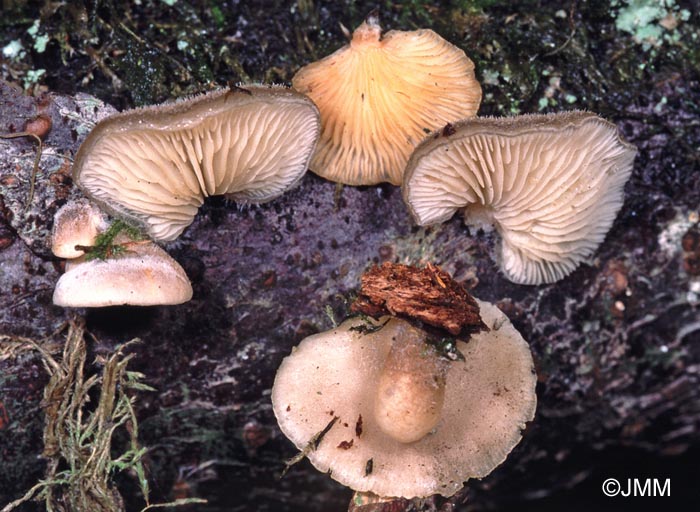 Hohenbuehelia mastrucata