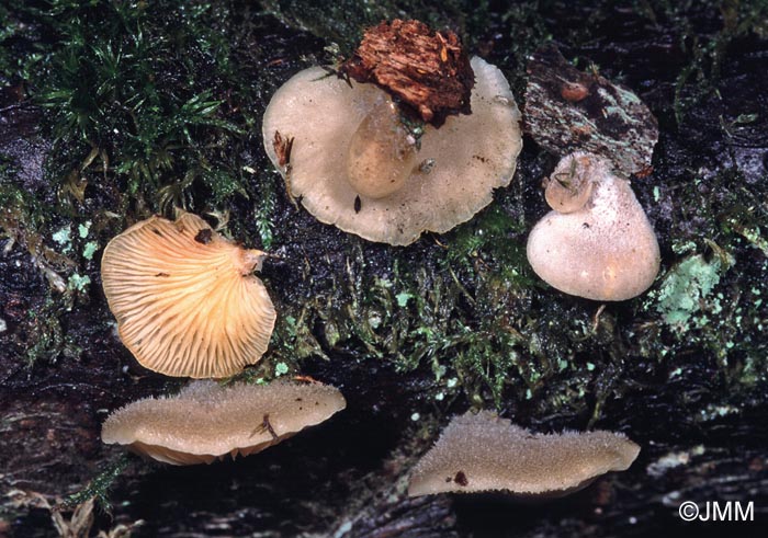 Hohenbuehelia mastrucata