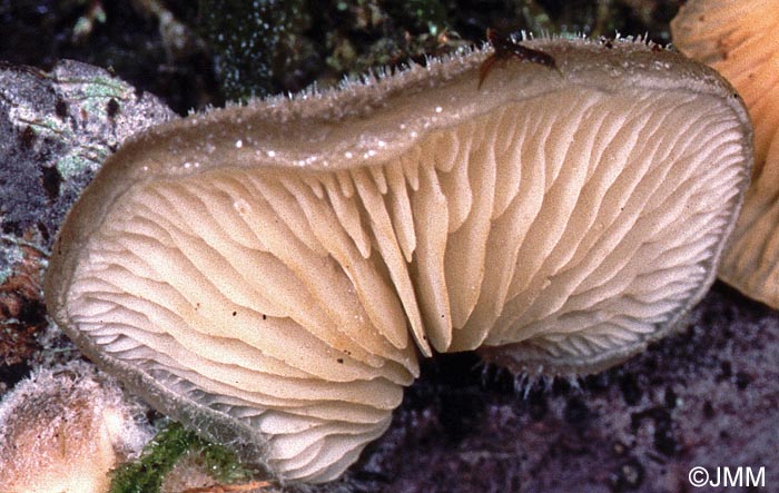 Hohenbuehelia mastrucata