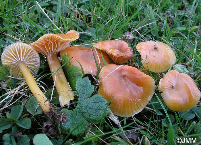 Hygrocybe laeta