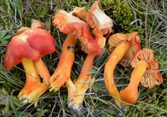 Hygrocybe splendidissima
