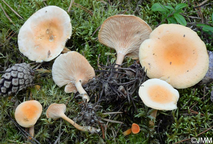 Hygrophoropsis aurantiaca