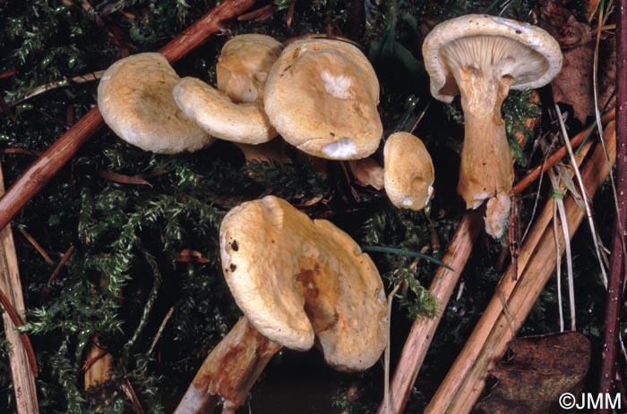 Hygrophoropsis macrospora