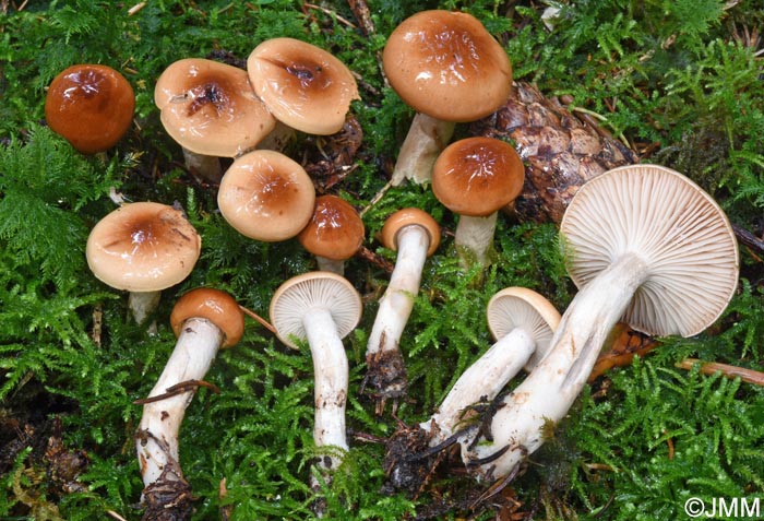Hygrophorus discoideus