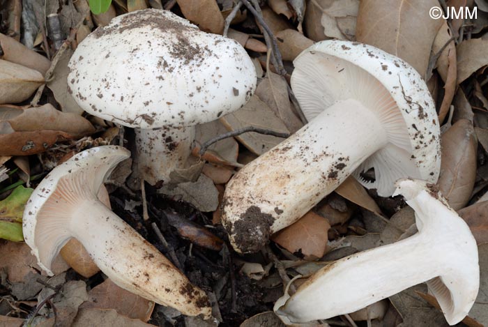 Hygrophorus penarioides