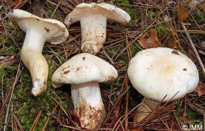 Hygrophorus penarioides