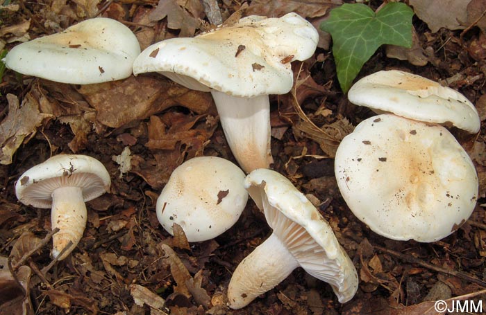 Hygrophorus penarioides