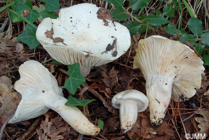 Hygrophorus penarioides