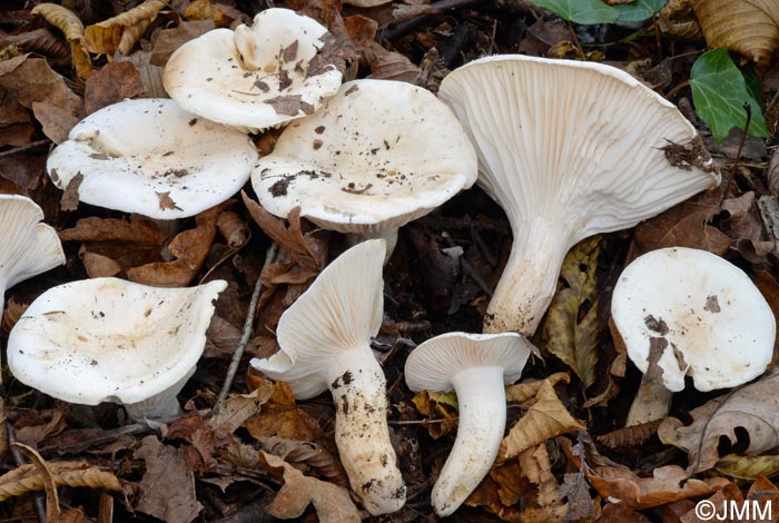 Hygrophorus penarioides