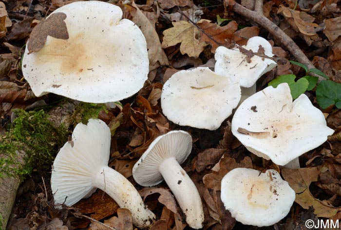 Hygrophorus penarioides