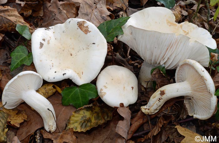 Hygrophorus penarioides