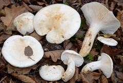 Hygrophorus penarioides