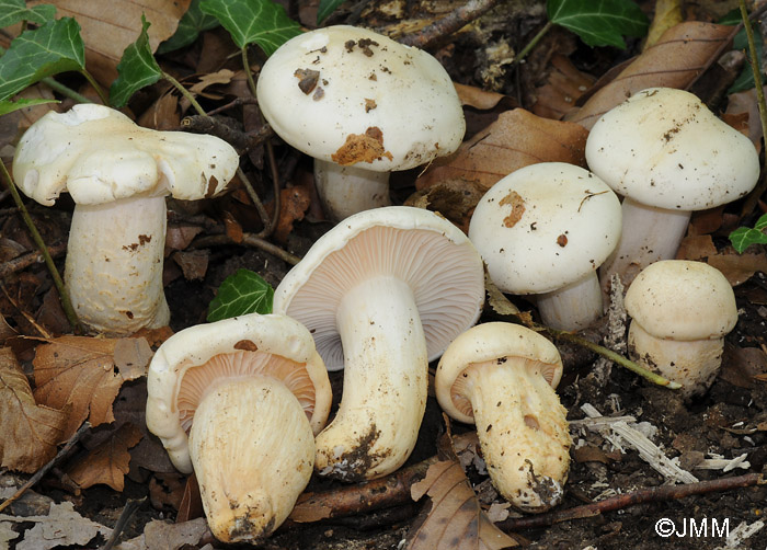 Hygrophorus penarius