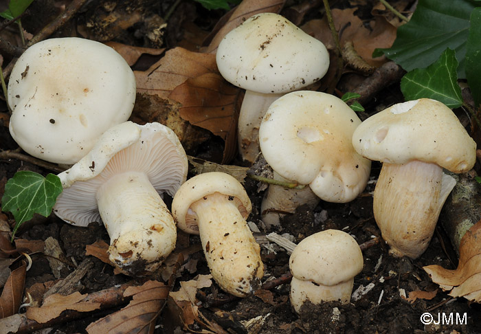 Hygrophorus penarius