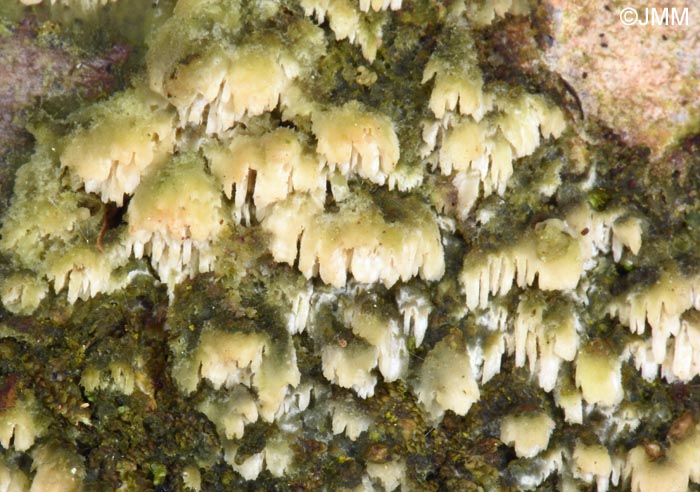 Hyphodontia barba-jovis = Grandinia barba-jovis = Kneiffiella barba-jovis