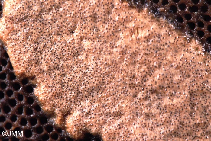 Hypocrea protopulvinata = Trichoderma protopulvinatum