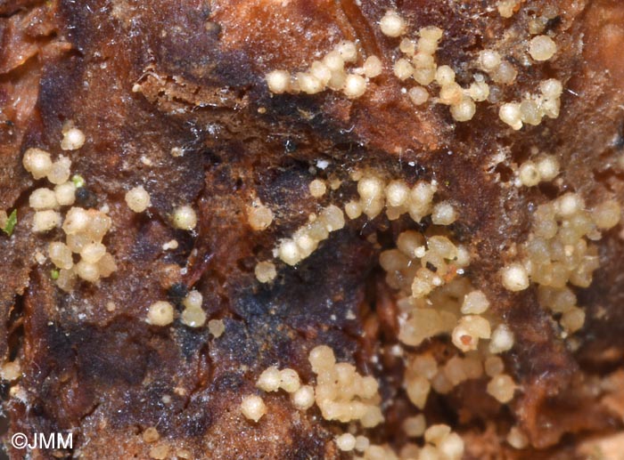 Hypomyces sympodiophorus