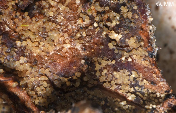 Hypomyces sympodiophorus