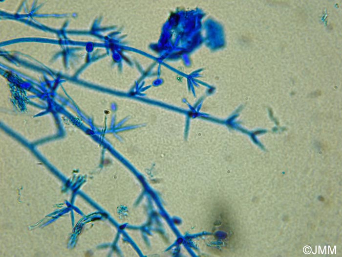 Hypomyces sympodiophorus