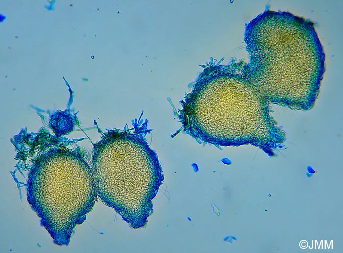 Hypomyces sympodiophorus