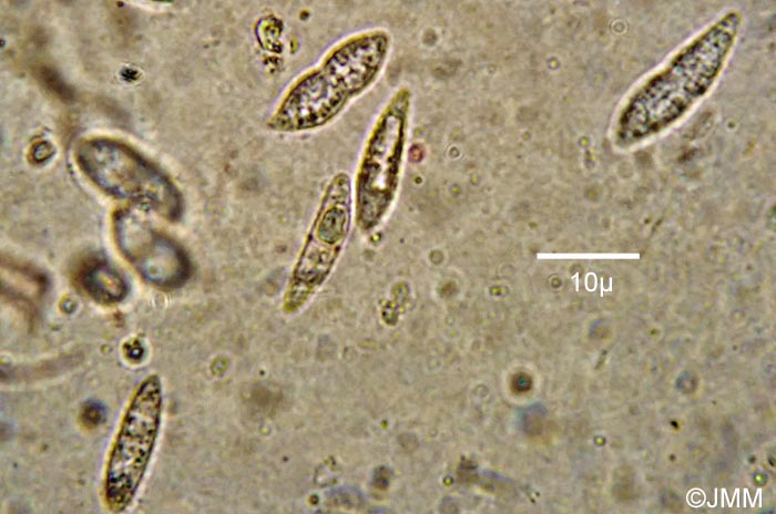 Hypomyces sympodiophorus