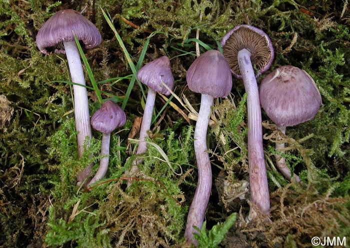 Inocybe geophylla var. violacea = Inocybe euviolacea