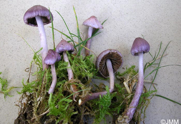 Inocybe geophylla var. violacea = Inocybe euviolacea