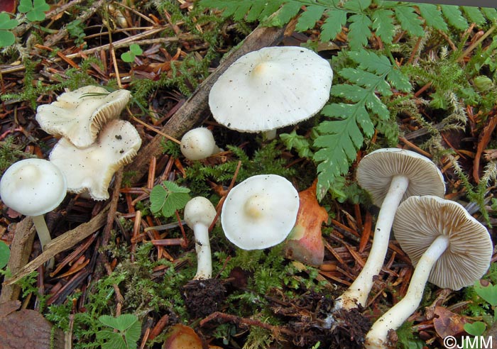 Inocybe geophylla