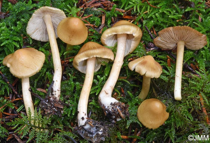 Inocybe langei