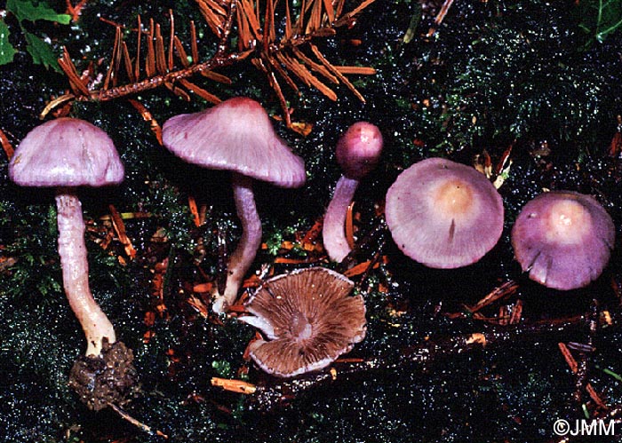 Inocybe geophylla var. lilacina = Inocybe lilacina