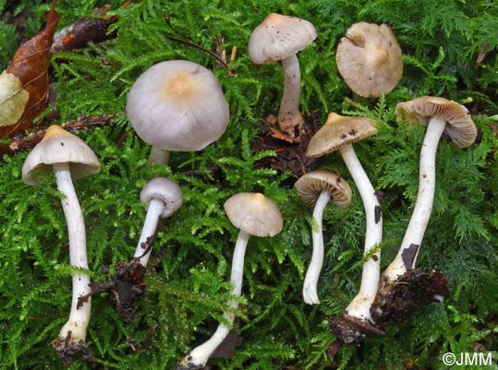 Inocybe lilacinomaculata