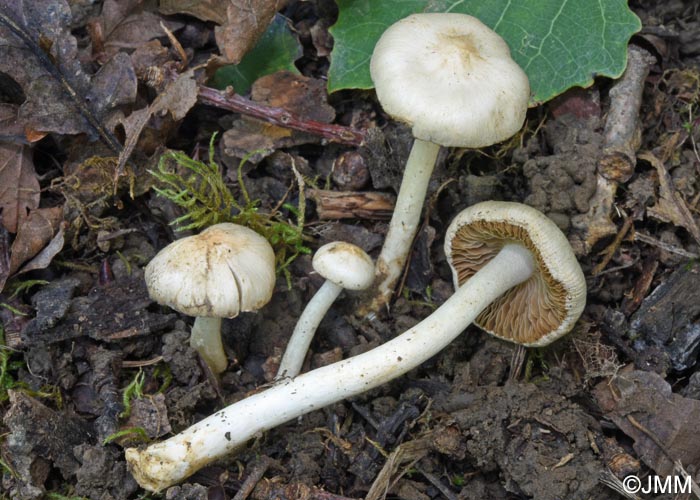 Inocybe phaeodisca var. geophylloides