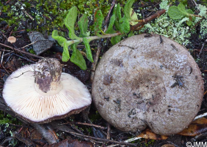 Lactarius cistophilus