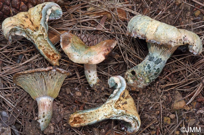 Lactarius cyanopus