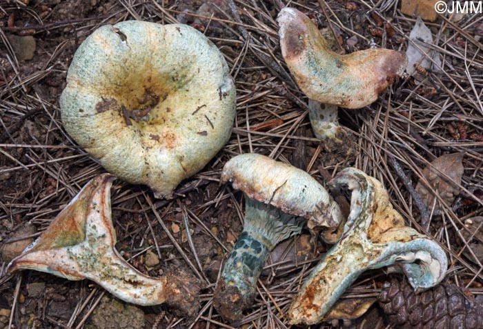 Lactarius cyanopus